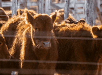 Más de U$S 1.000 millones: los créditos al sector ganadero confirman el buen momento de la actividad