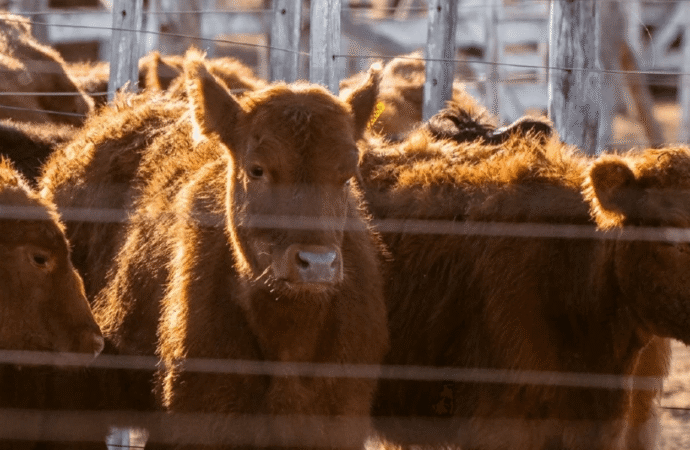 Más de U$S 1.000 millones: los créditos al sector ganadero confirman el buen momento de la actividad