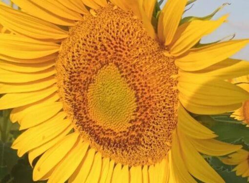 Florece el rendimiento en girasol: híbridos “adaptados” logran 30% más productividad en San Luis