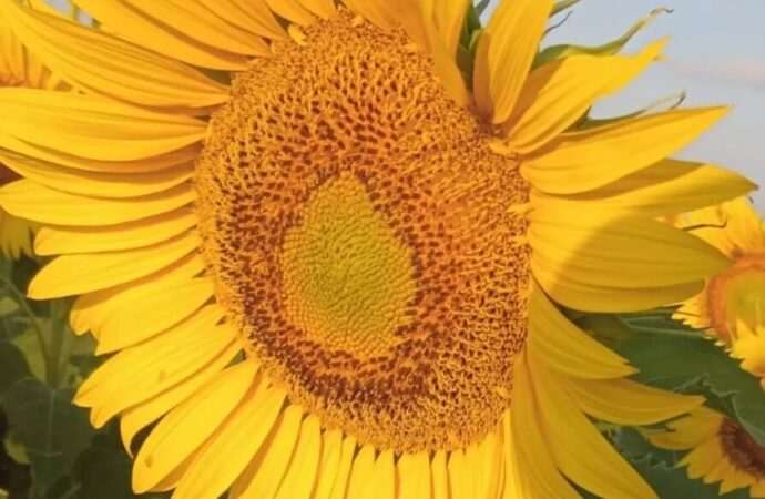 Florece el rendimiento en girasol: híbridos “adaptados” logran 30% más productividad en San Luis