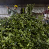 El Instituto Nacional de la Yerba Mate ya no podrá regular el precio que se le paga a los productores
