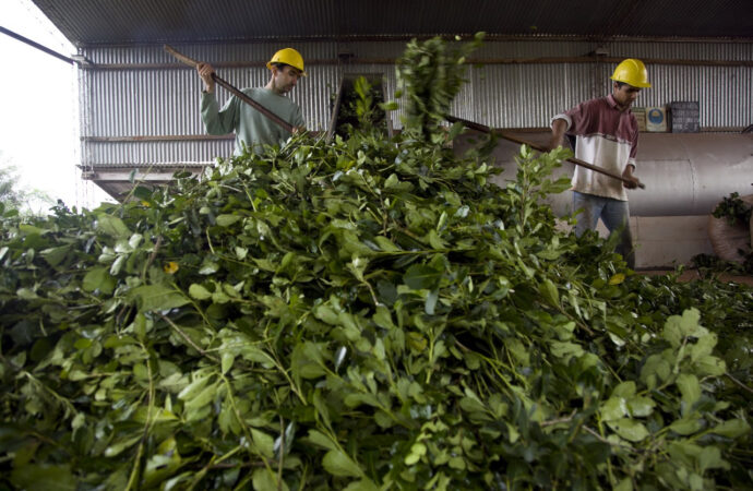 El Instituto Nacional de la Yerba Mate ya no podrá regular el precio que se le paga a los productores