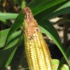 El maíz no encuentra paz: después de la chicharrita el gusano cogollero causa serios perjuicios económicos