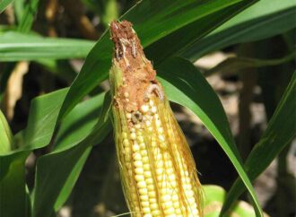 El maíz no encuentra paz: después de la chicharrita el gusano cogollero causa serios perjuicios económicos