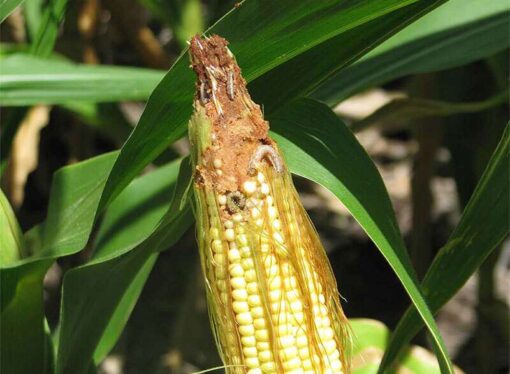 El maíz no encuentra paz: después de la chicharrita el gusano cogollero causa serios perjuicios económicos