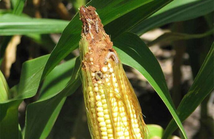 El maíz no encuentra paz: después de la chicharrita el gusano cogollero causa serios perjuicios económicos