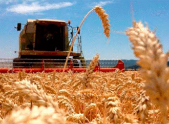 El trigo esquivó el frío y consolida “una campaña histórica en la región núcleo”