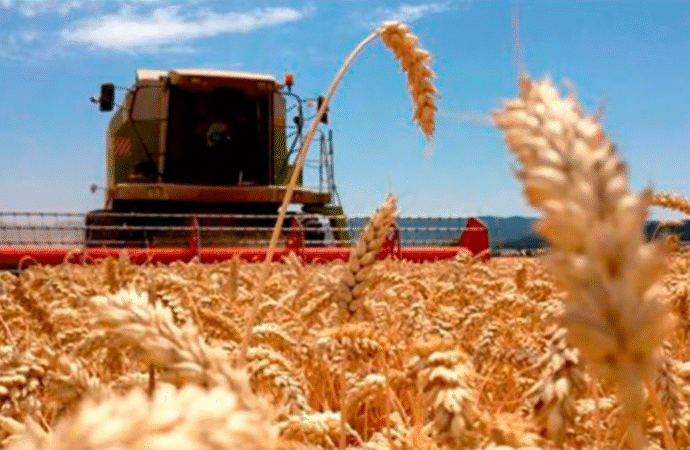 El trigo esquivó el frío y consolida “una campaña histórica en la región núcleo”