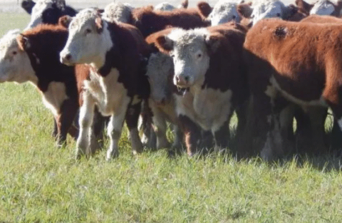 El novillo argentino alcanza su mayor valor en dólares desde 2022 y acorta distancia con Uruguay