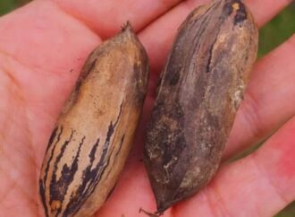 Producción y forestación al lado de las casas: la nuez pecán se planta como alternativa periurbana