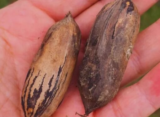 Producción y forestación al lado de las casas: la nuez pecán se planta como alternativa periurbana