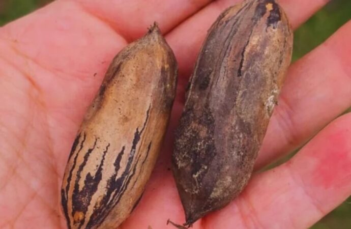 Producción y forestación al lado de las casas: la nuez pecán se planta como alternativa periurbana