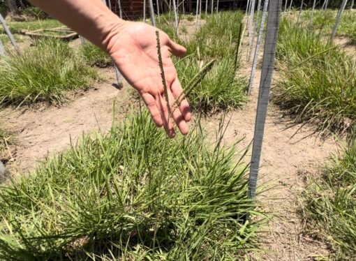 Pasto horqueta: con herramientas genéticas darían solución a la falta de forraje en invierno