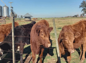 El sector ganadero terminará el 2025 con un desembolso de más de US$20.300 millones