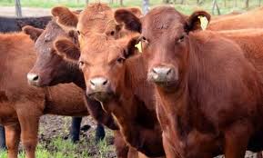 Consignatario de Corrientes adelanta que en 2026 habrá menos terneros