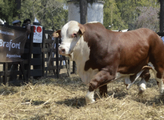 La demanda de toros crece y reafirma la apuesta por la genética bovina