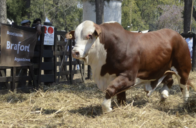 La demanda de toros crece y reafirma la apuesta por la genética bovina