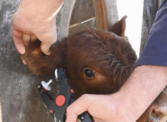 Senasa aprobó el marco regulatorio para la trazabilidad electrónica que regirá a partir de 2026