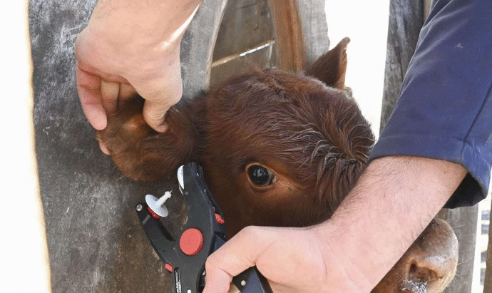 Senasa aprobó el marco regulatorio para la trazabilidad electrónica que regirá a partir de 2026