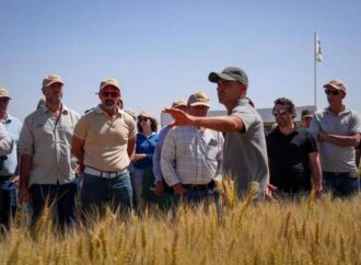 Genética, rotación y sanidad: el trigo también se hace fuerte de la mano del recambio varietal