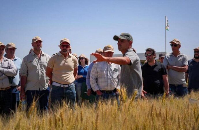 Genética, rotación y sanidad: el trigo también se hace fuerte de la mano del recambio varietal