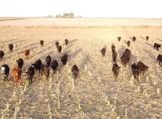 Opciones de negocio: cómo hacer plata con las vacas
