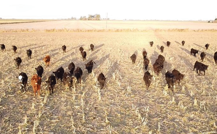 Opciones de negocio: cómo hacer plata con las vacas