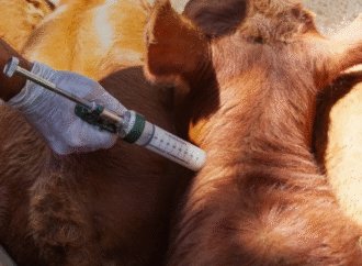 Corrientes atento a los problemas operativos que pueda generar el nuevo Plan de vacunación contra la aftosa