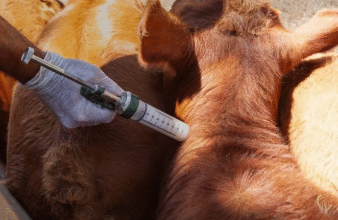 Corrientes atento a los problemas operativos que pueda generar el nuevo Plan de vacunación contra la aftosa