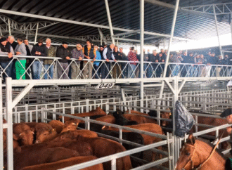 Punto Cañuelas: pese a la firmeza la hacienda tuvo una leve caída en general