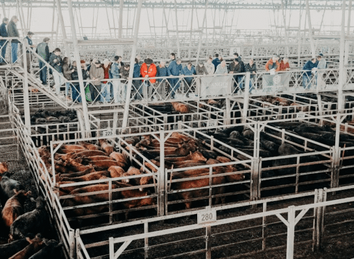 El precio de la carne, en días de Fiestas: para la Sociedad Rural Argentina hay “10 claves estructurales” que explican subas