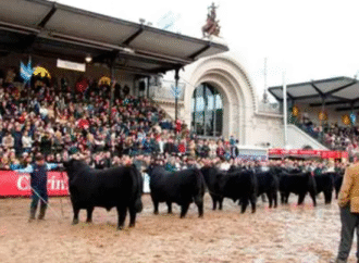 Una sola raza: en un hecho histórico Angus tendrá un único Gran Campeón en Palermo 2026