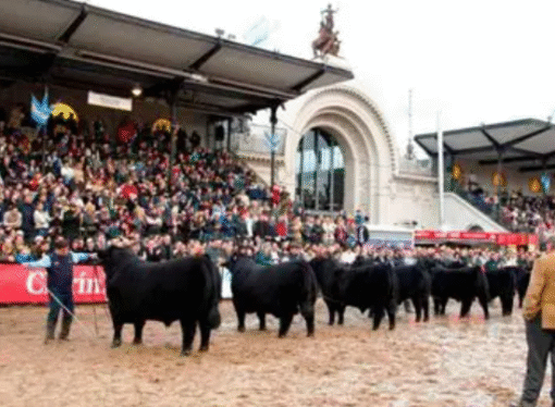 Una sola raza: en un hecho histórico Angus tendrá un único Gran Campeón en Palermo 2026