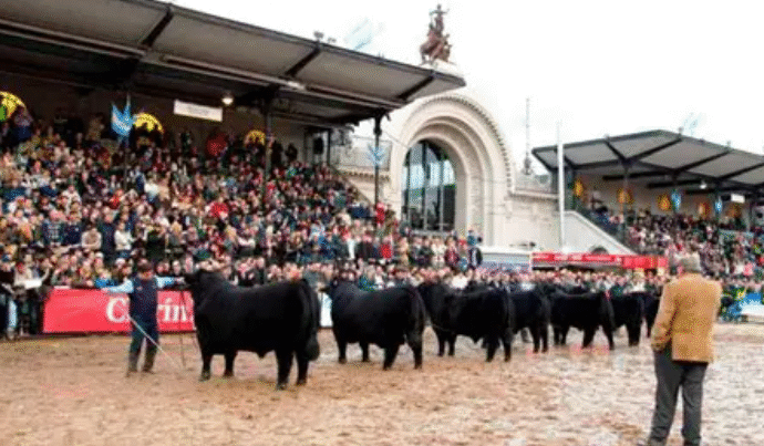 Una sola raza: en un hecho histórico Angus tendrá un único Gran Campeón en Palermo 2026