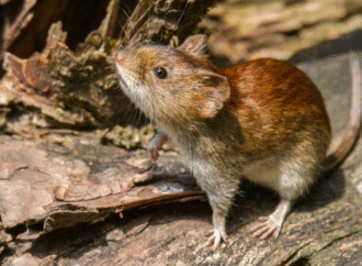 Hantavirus en el norte: alerta en zonas rurales tras 5 muertes en Salta