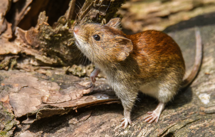 Hantavirus en el norte: alerta en zonas rurales tras 5 muertes en Salta