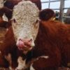 Revolución Hereford: el mapa genético que identifica a los toros que producen más con menos