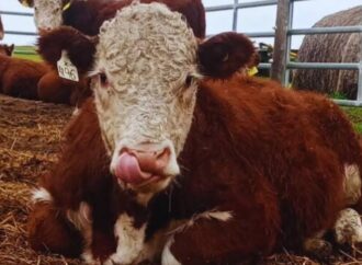 Revolución Hereford: el mapa genético que identifica a los toros que producen más con menos