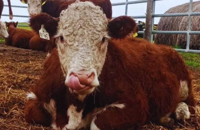 Revolución Hereford: el mapa genético que identifica a los toros que producen más con menos