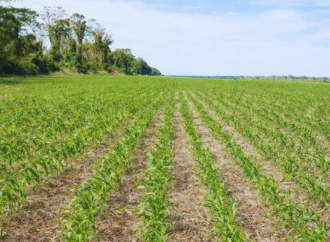 Innovación argentina sobre siembra de precisión: mejora rendimientos con corte línea por línea