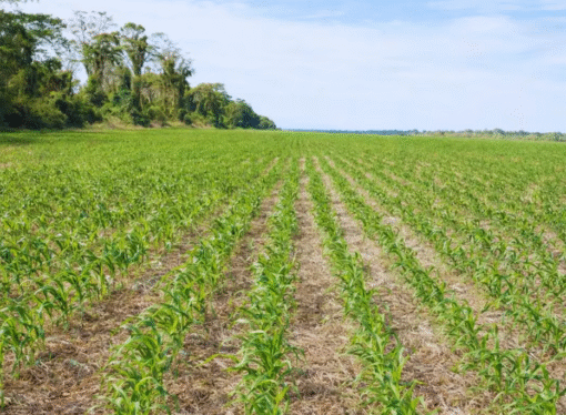 Innovación argentina sobre siembra de precisión: mejora rendimientos con corte línea por línea