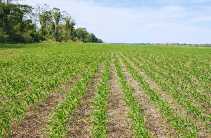 Innovación argentina sobre siembra de precisión: mejora rendimientos con corte línea por línea