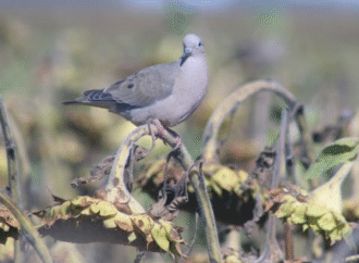 Palomas avanzan sobre el girasol y provocan “pérdidas históricas” en el Chaco