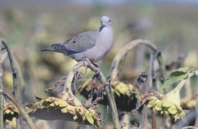 Palomas avanzan sobre el girasol y provocan “pérdidas históricas” en el Chaco