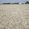 ¿Quién da más?: una nueva estimación ahora ubica la cosecha de trigo en 27,7 millones de toneladas