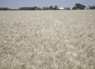 ¿Quién da más?: una nueva estimación ahora ubica la cosecha de trigo en 27,7 millones de toneladas