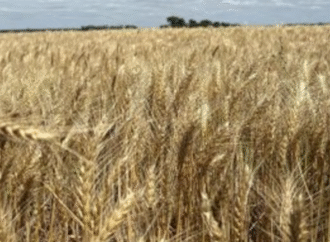 Más cosecha, menos retenciones: el agro termina el año con horizonte abierto