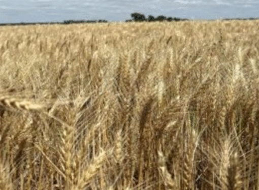 Más cosecha, menos retenciones: el agro termina el año con horizonte abierto
