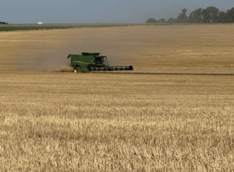 Para brindar: el trigo cierra su año histórico con otro aumento en el pronóstico de cosecha