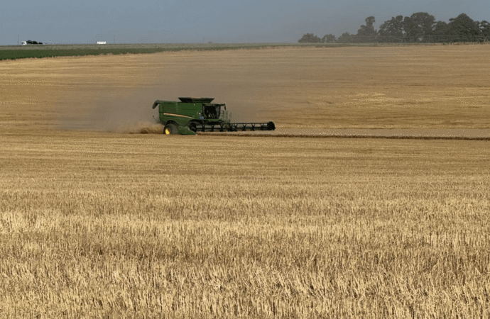 Para brindar: el trigo cierra su año histórico con otro aumento en el pronóstico de cosecha